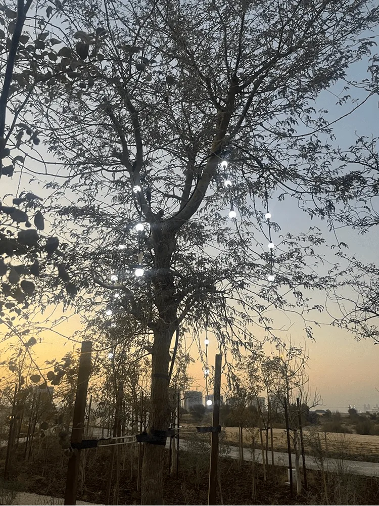 暮色中一棵大树上缠绕着白色小串灯，身后是带支撑架的树苗与步道