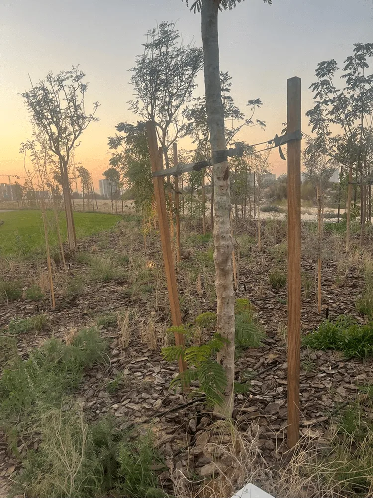 裸土上以木桩固定的新植树苗，背景是落日天空与一根细长灯杆