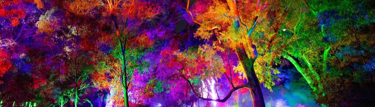 Garden trees uplit in red, orange, green and magenta against the night